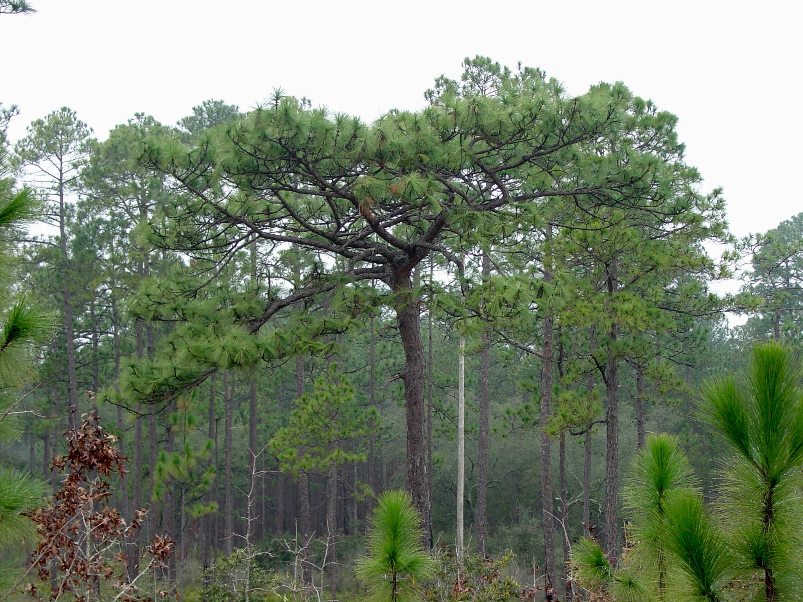 Longleaf Pine Flat Top
